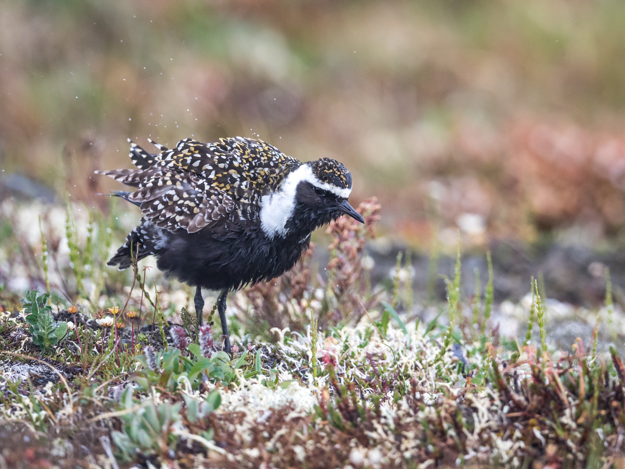 Wet American Golden-Plover standing on the ground.